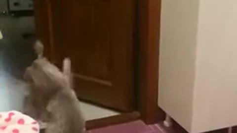 Funny pets