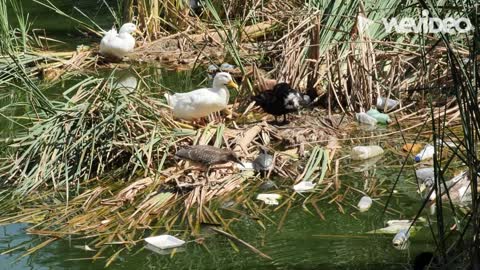 ducks in hostile place