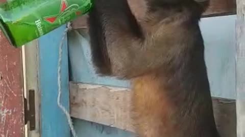 Drunken monkey.