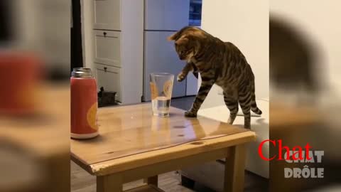 Des chats très drôles /Very funny cats