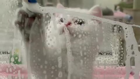 "Benniegh the Glass Cleaner: The Funniest Cat You'll Ever See in Action!"