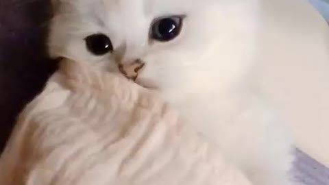 white kitten lying with blanket..very cute.