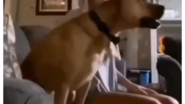 Funny Dog's reactions 🤣 when watching football ⚽️ 🤣