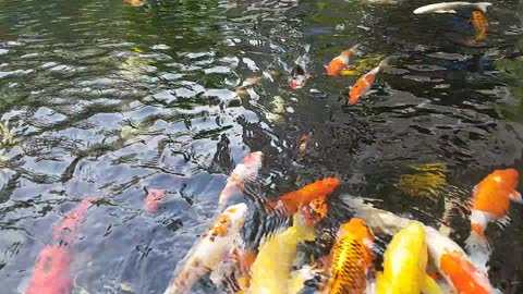 Large Aquarium with goldfish playing