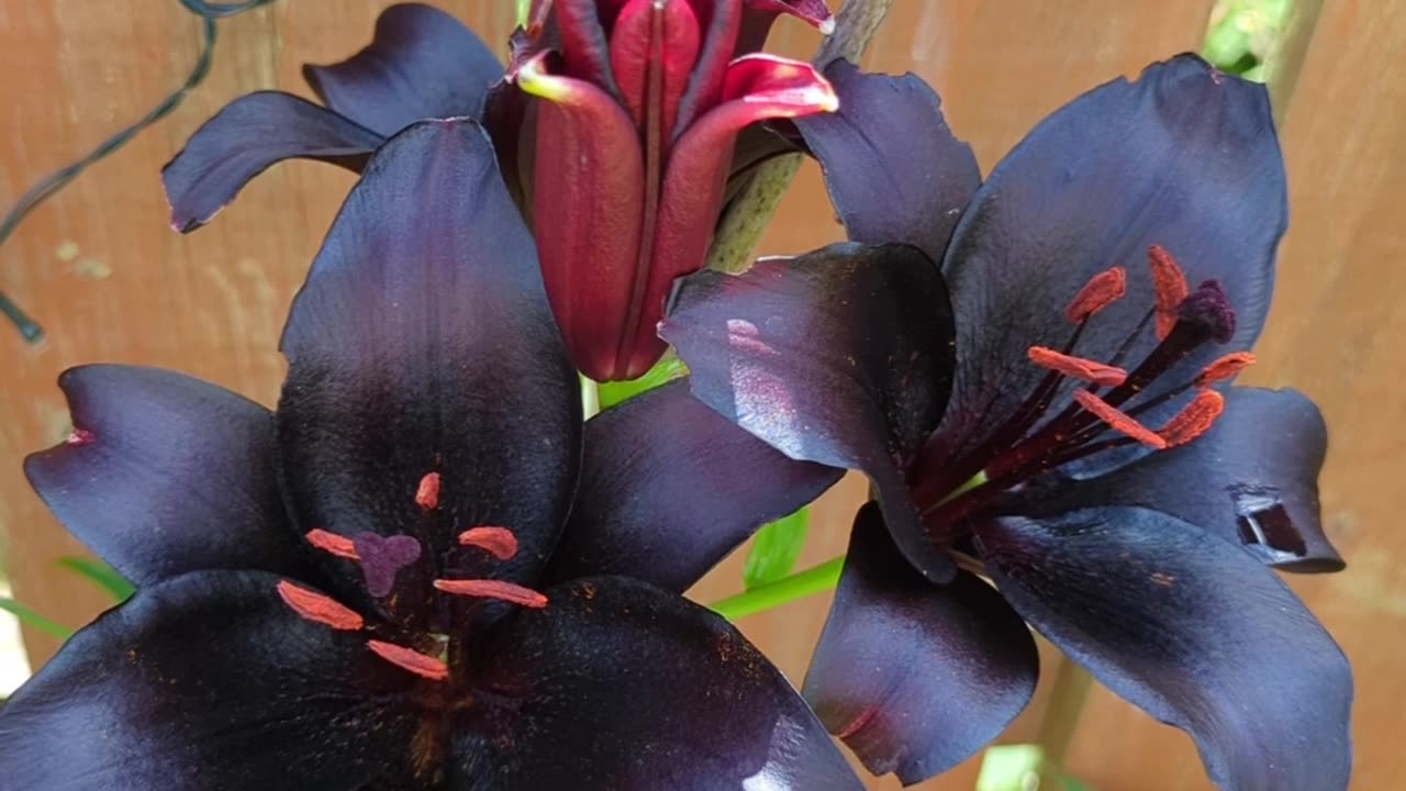 Black lily