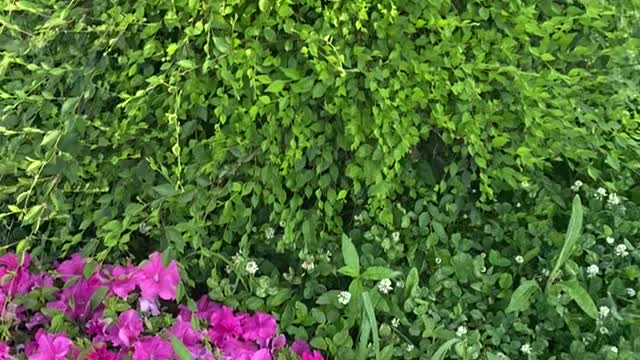 green grass safflower