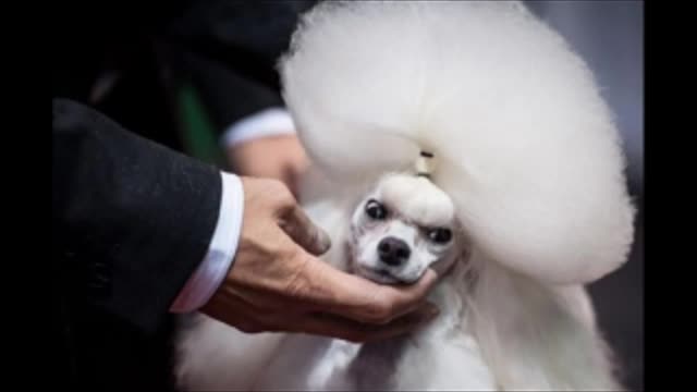 dogs can fall in love