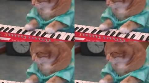 Keyboard Cat REINCARNATED