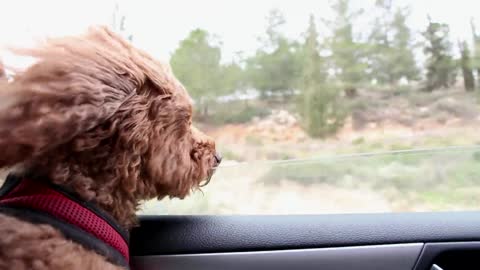 dog walking in his owner's car