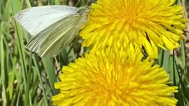 Unexpected guest joined me on a beautiful sunny day.