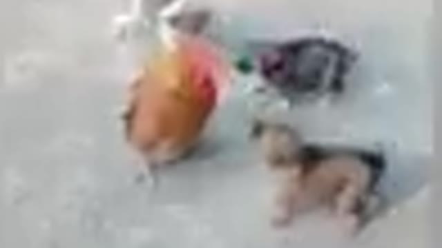 Chicken vs dog fight funny clips