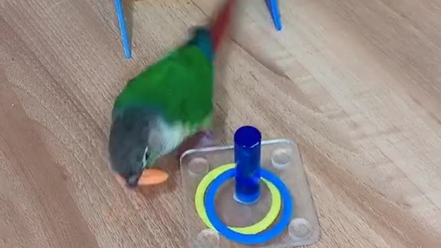 slide parrot