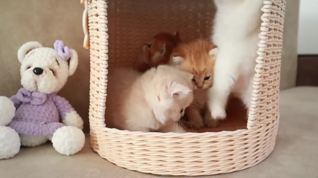 Mom Cat playing and talking #cat #cute #kitten #pets #meow #videos #shorts #dog