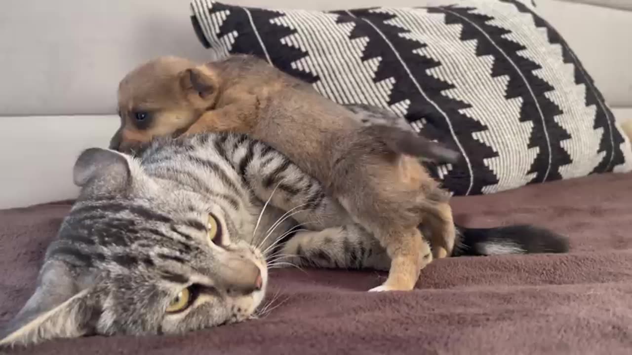 Funny video 5