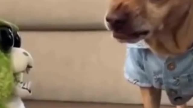 funny puppy video compilation