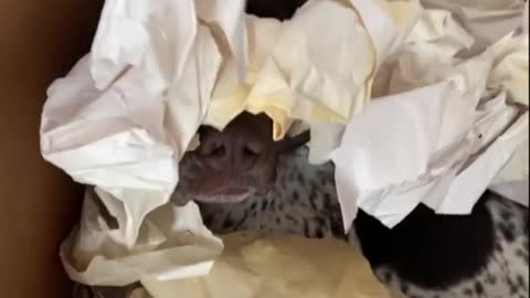 I would like to see the baby