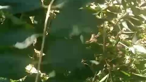 The leaves are green