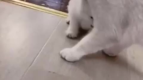 Cute and funny Cats videos