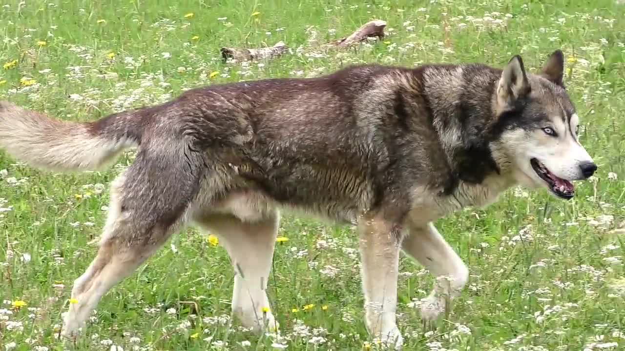 Beautiful dog feeling happy