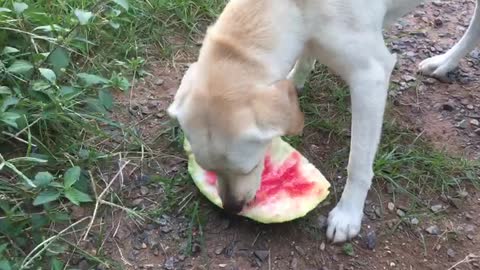 Dog that loves watermelon