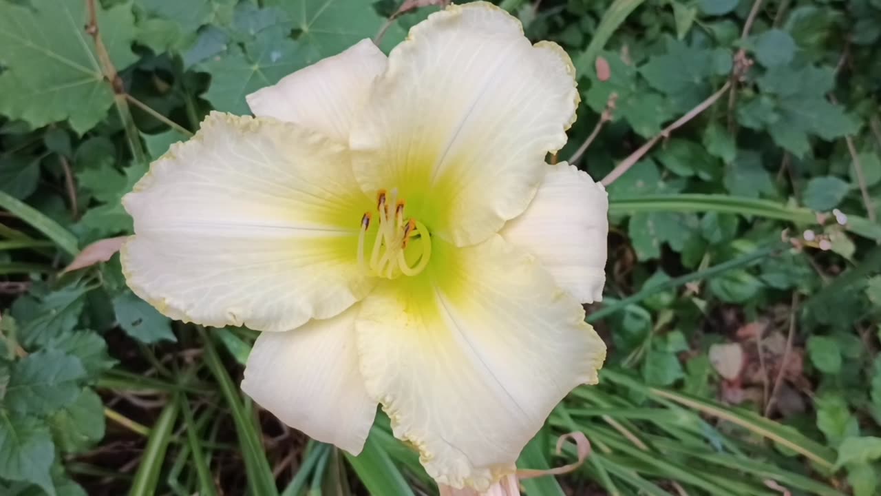 Daylily