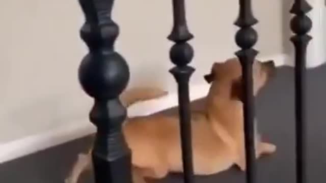 Super Funny Dog Videos