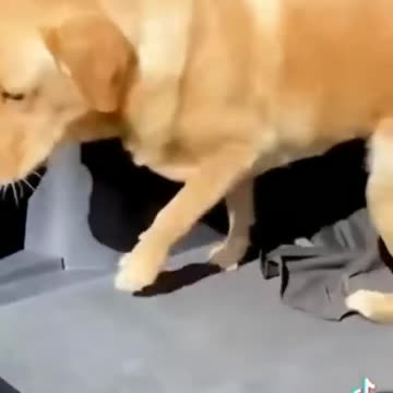 Cute and Funny Animal Video😂|| Funniest Viral Puppy Cat clips😹