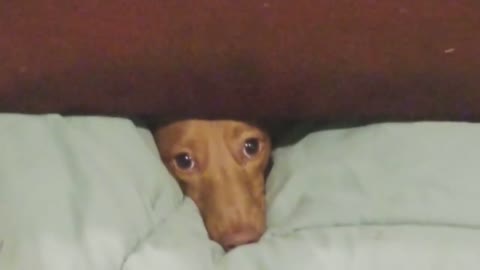 lil dog