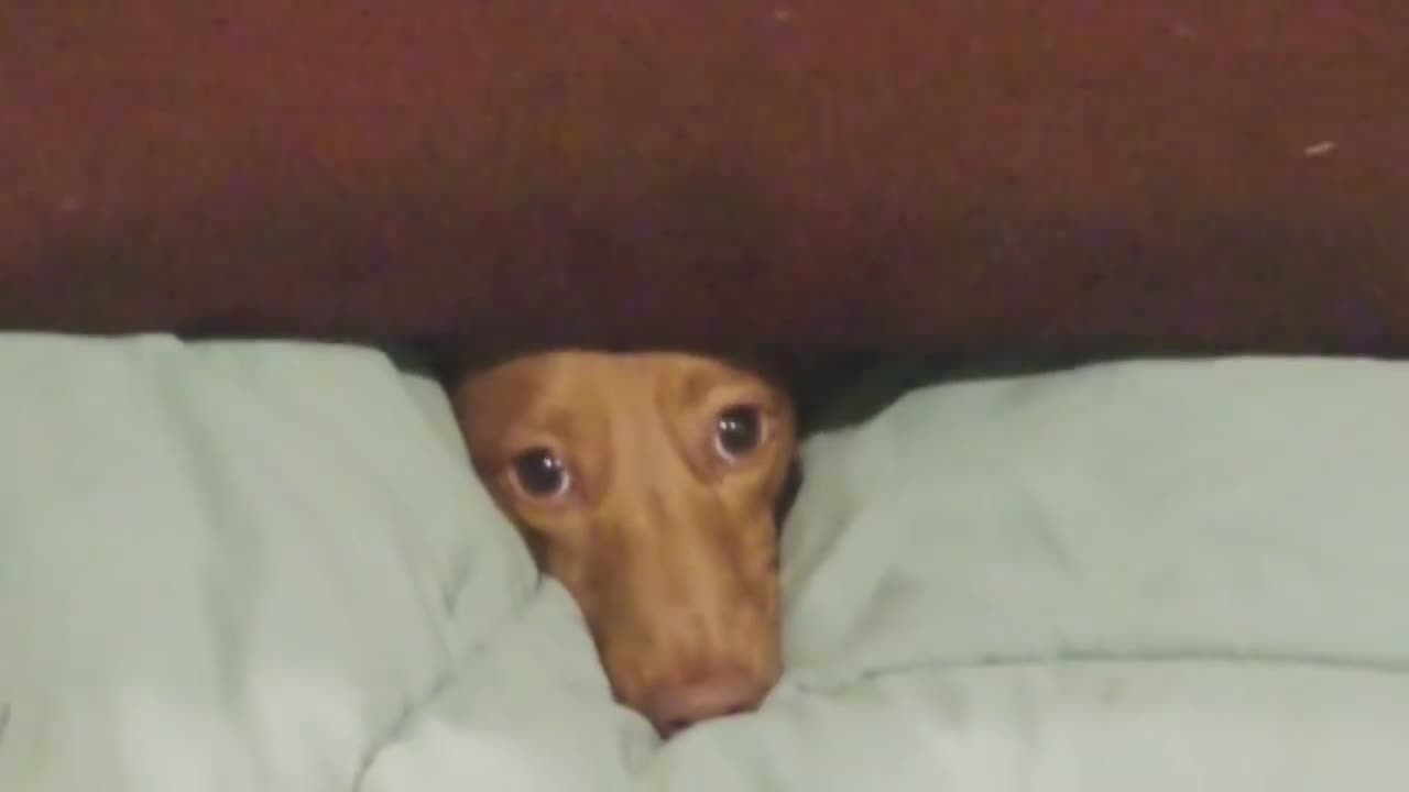 lil dog