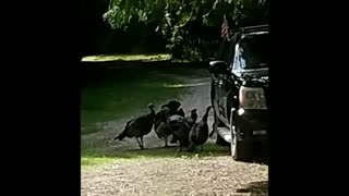 Wild Turkeys + Shiny Car = Amazement