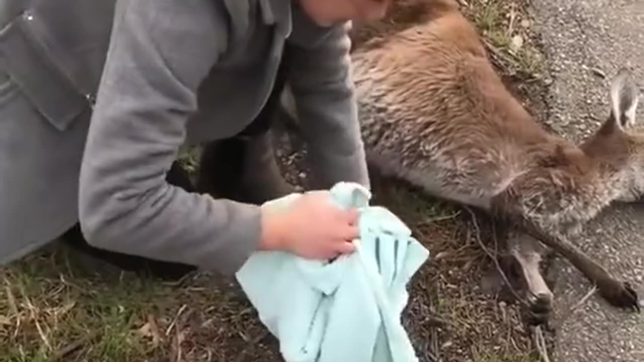 Rescue a baby kangaroo trapped in a football net