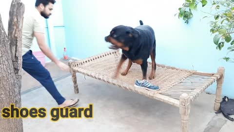 Dog training video|| best guard dog breed||well Rottweiler.