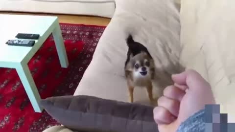 Dogs and Cats reacting to the Middle Finger