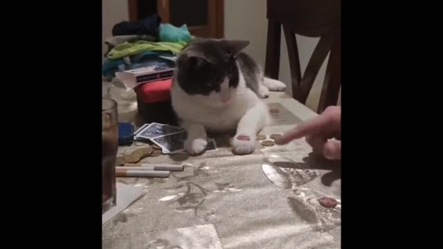 When Playing With A Cute Cat