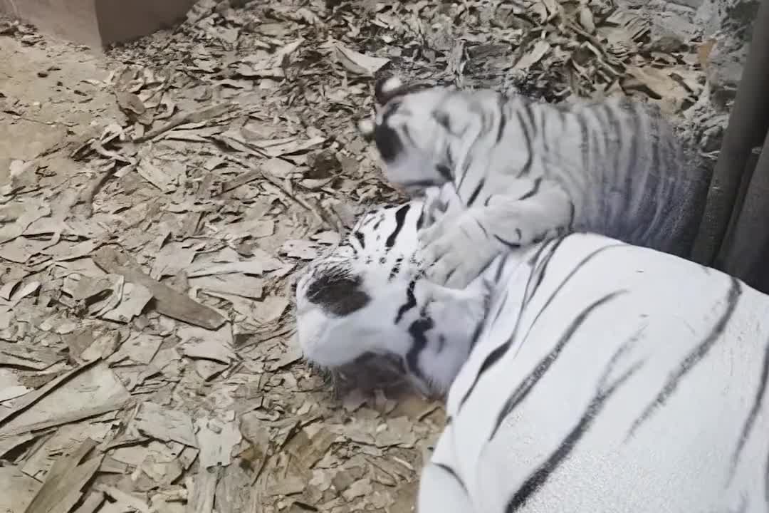 The white tiger is very interesting