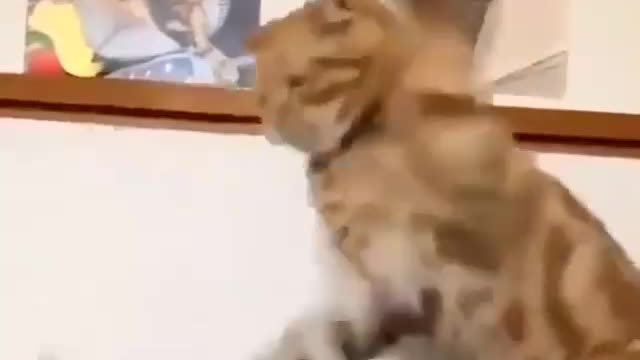 Cats fighting