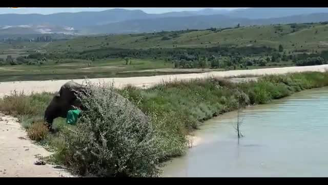 Elephant taking a bath