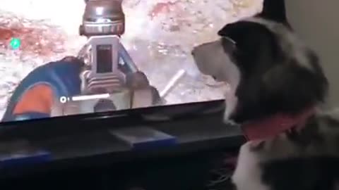 Dog's reaction to a computer game