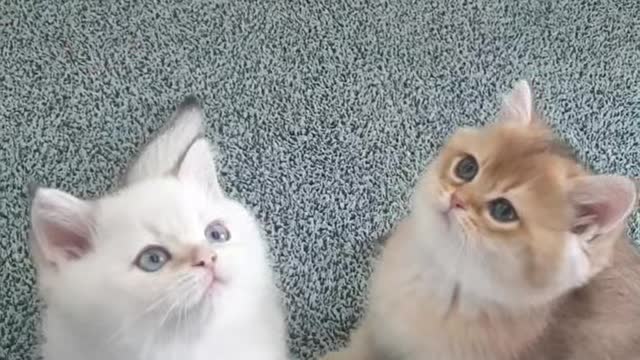 super cute kittens(british shorthair)