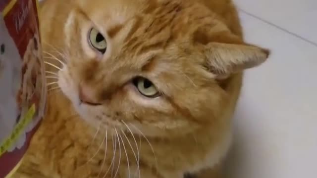 cat