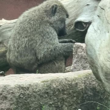 Toronto zoo baboons