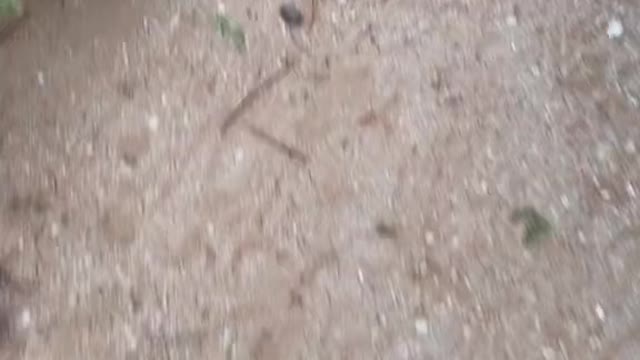Never mess with dogs
