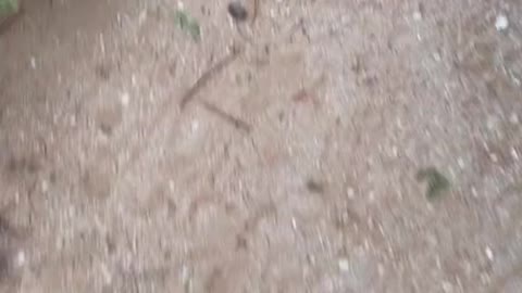 Never mess with dogs