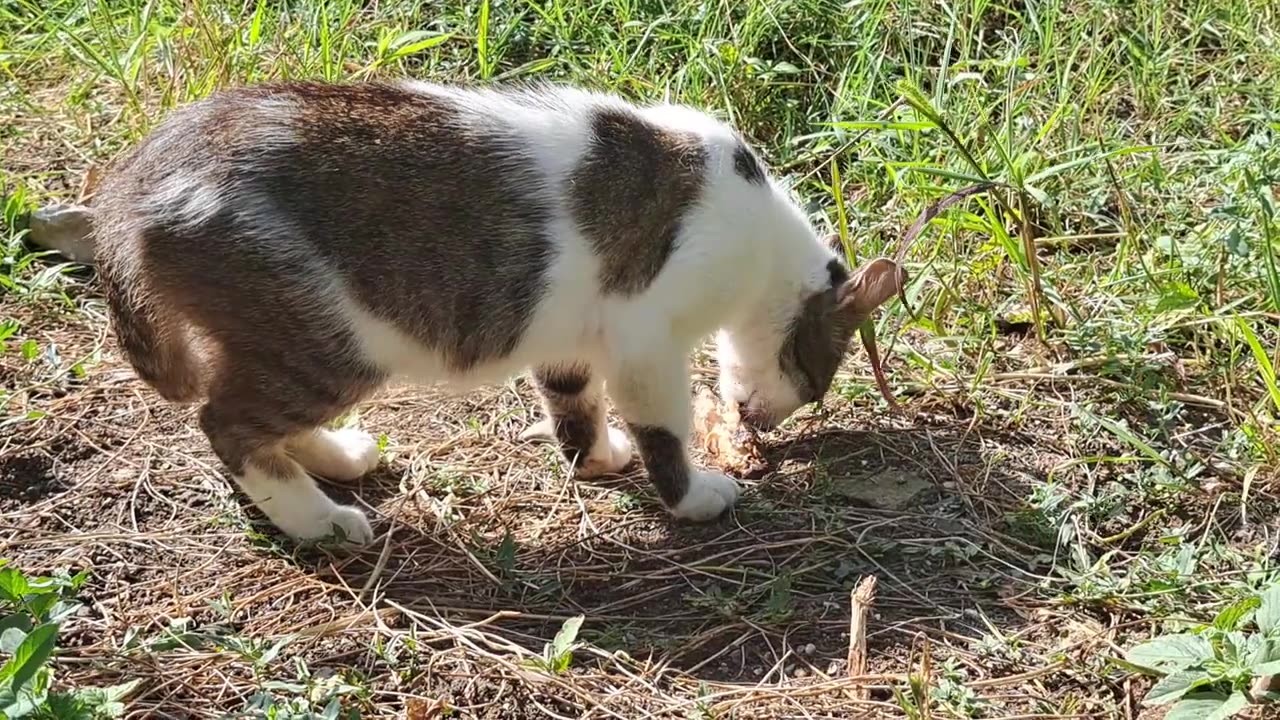 CUTE STREET CAT. RELAXING CAT VIDEO.