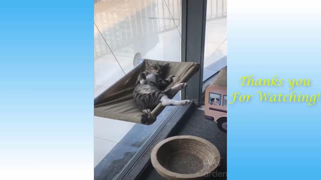 Cute Cats Doing Funny Things Cutest Cats In The World #short #cats #cutecats