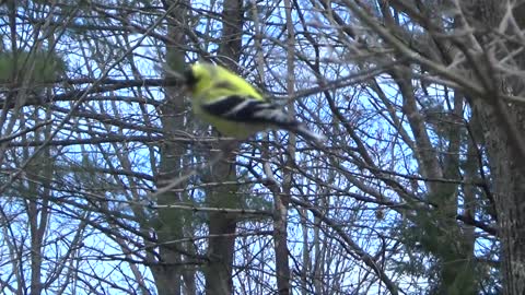 Goldfinch