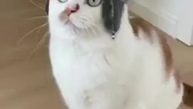 Funniest Animals 🐧 - Best Of The 2022 Funny Animal Videos 😁 - Cutest Animals Ever
