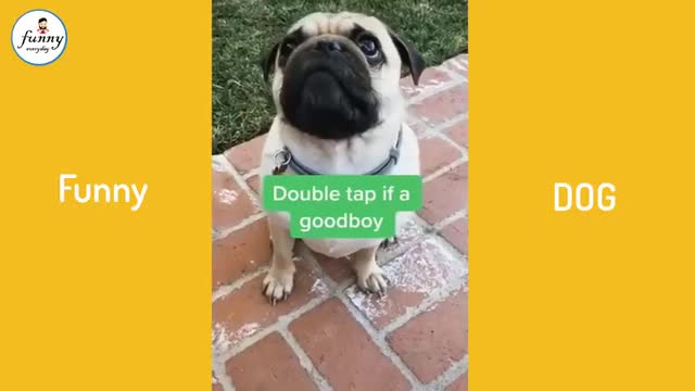 funnies dog video