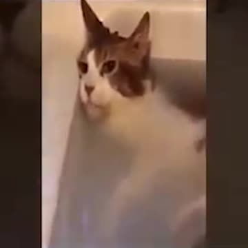 Cat Drink faster