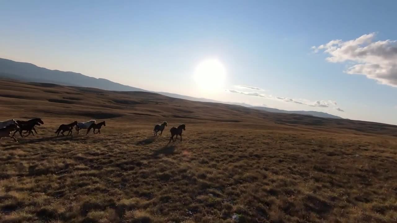 Aerial FPV drone shot of a chasing and flying close around herd of wild horses